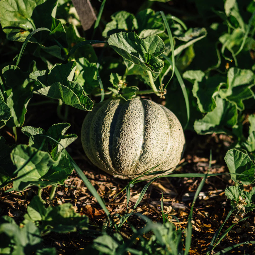 Melon de Montréal sur son plant.