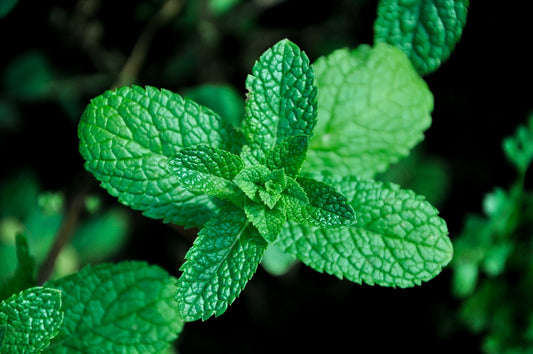 Menthe marocaine (plant)