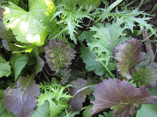Mesclun Crucifères de luxe (semences bio)