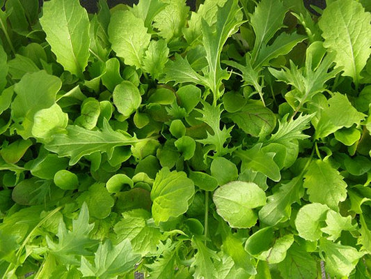 Mesclun de luxe (semences bio)