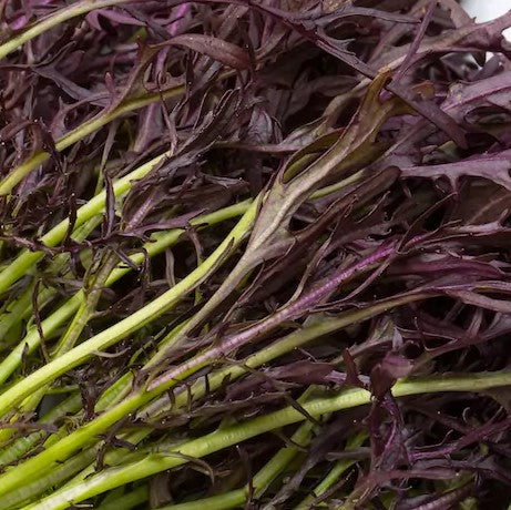 Mizuna rouge (semences bio)