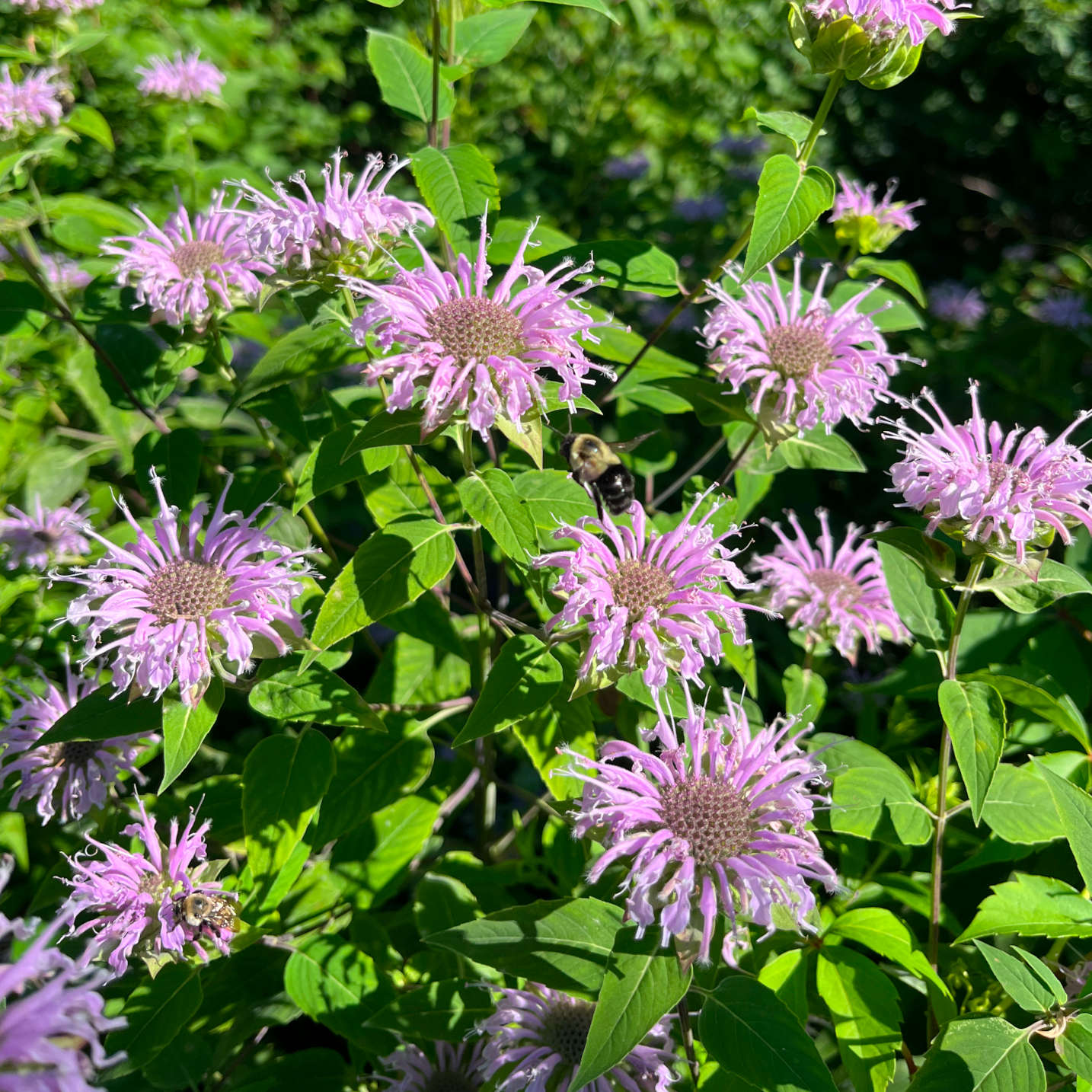 Monarde fistuleuse (semences)