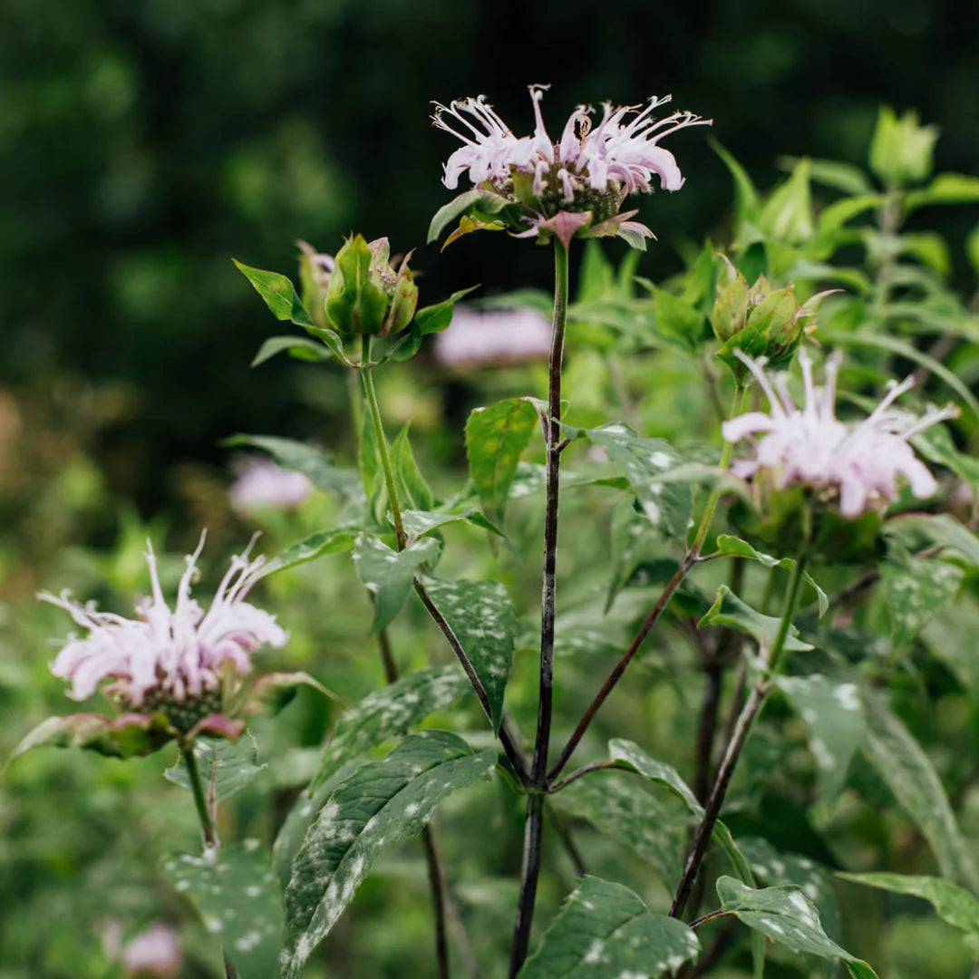 Monarde fistuleuse en fleurs.