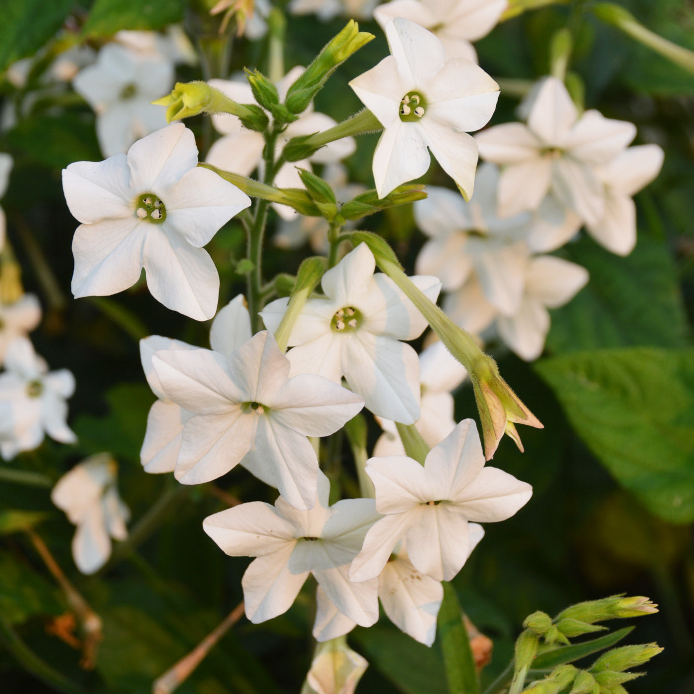 Nicotine Jasmin (semences bio)