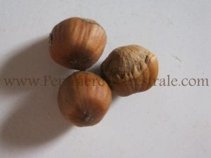 Noisetier américain