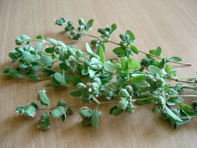 Marjolaine (plant)