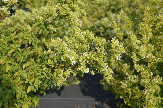 Origan Grec (semences bio)