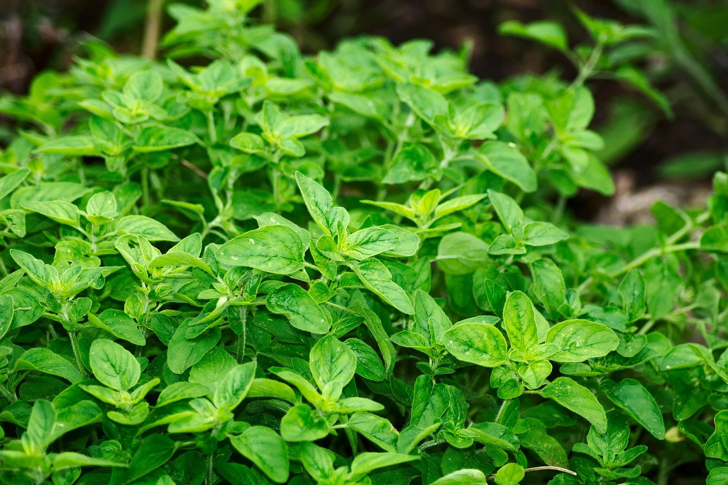 Origan (plant)