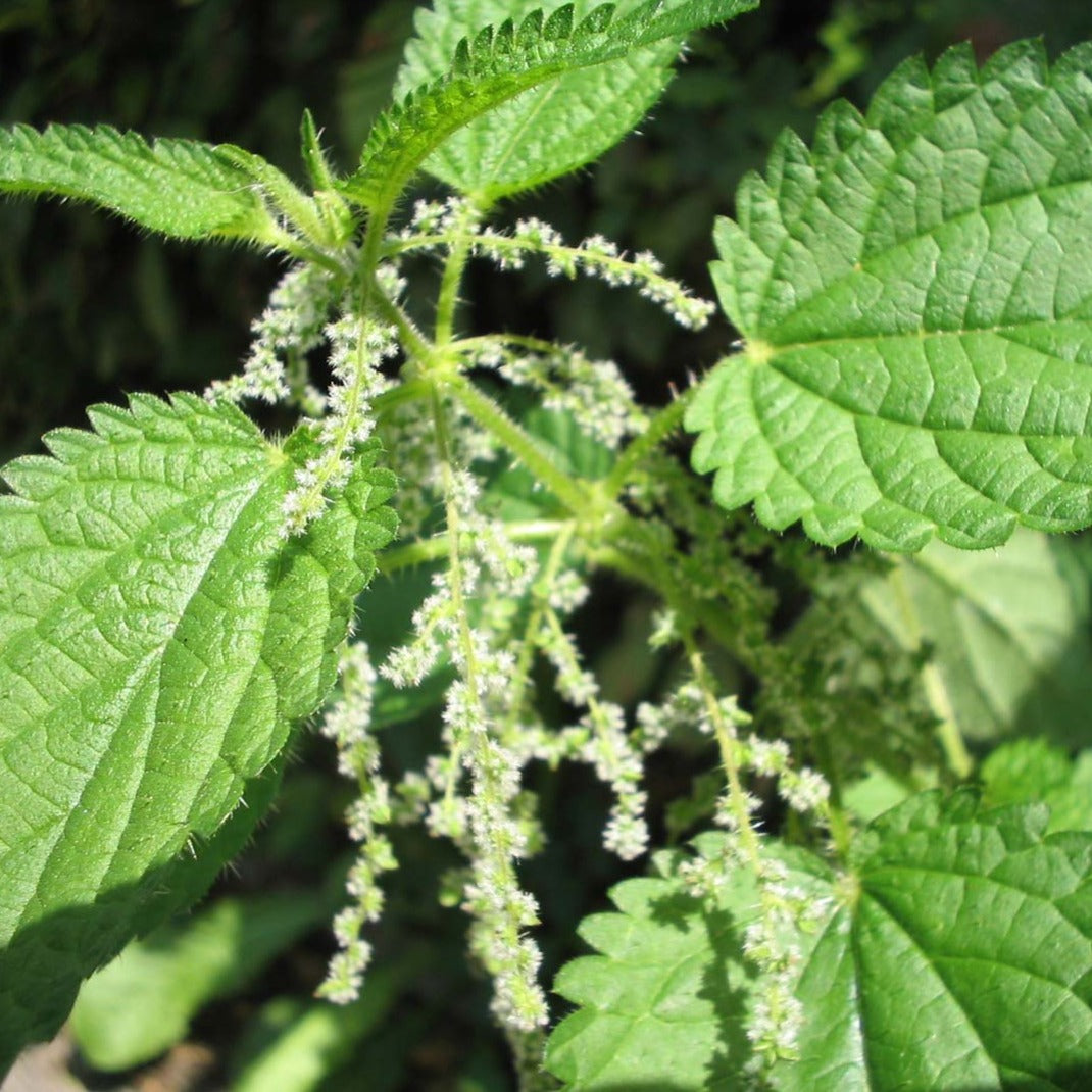 Ortie (semences)