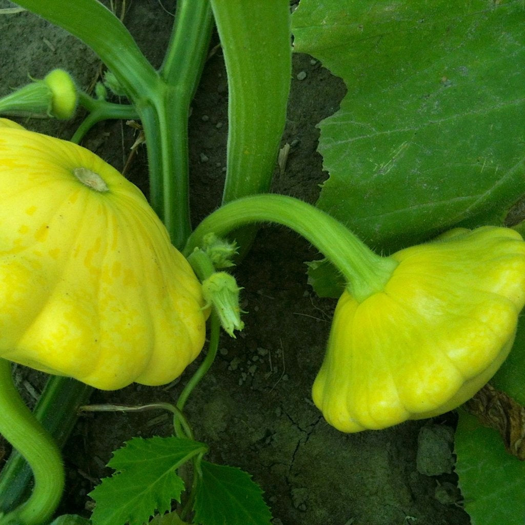 Patisson Golden Scallopini (semences bio)