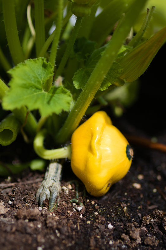 Pâtisson jaune (plant)