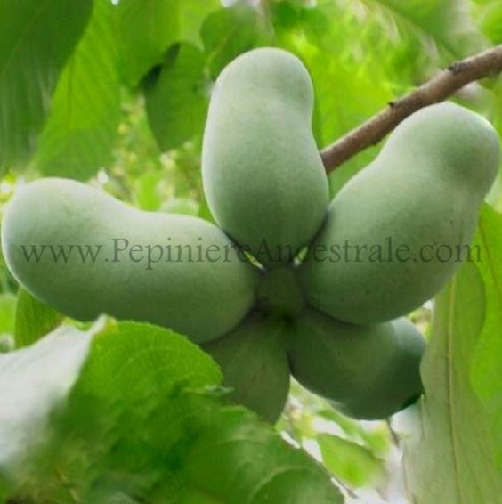 Fruit de pawpaw (asiminier trilobé) dans l'arbre