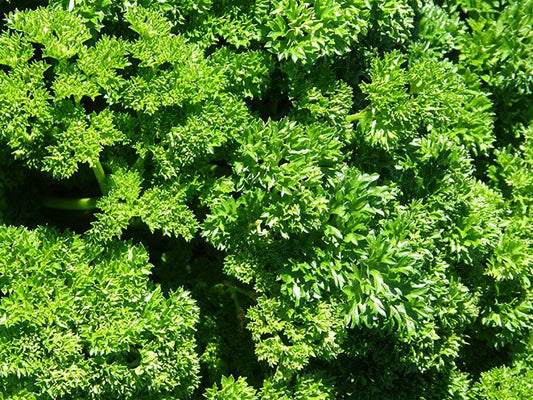 Persil frisé (semences bio)