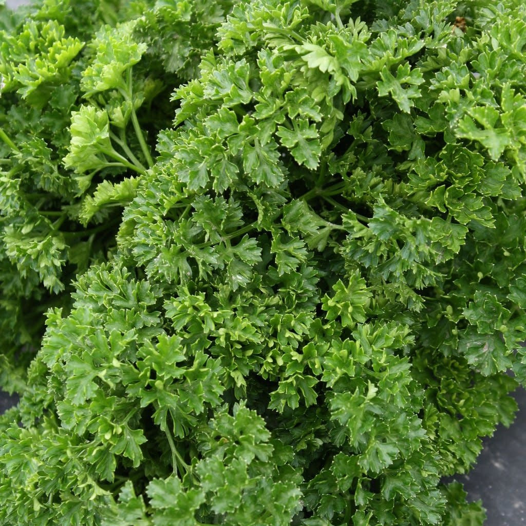Persil frisé (semences bio)