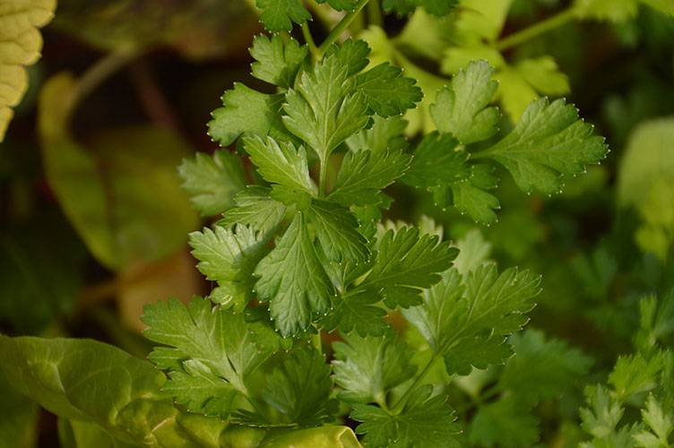 Persil Italien (semences bio)