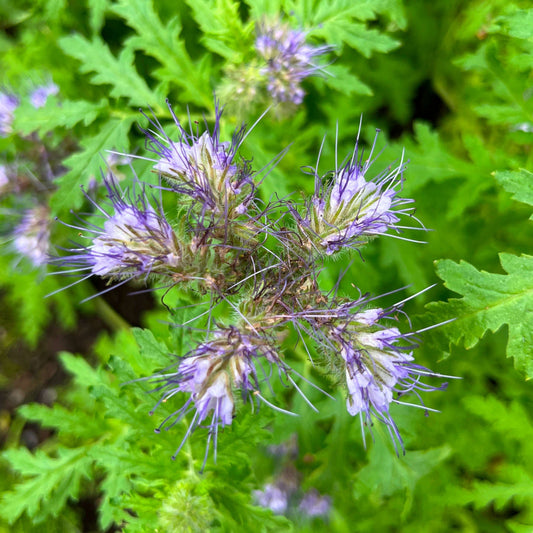 Phacélie à feuilles de tanaisie (semences)