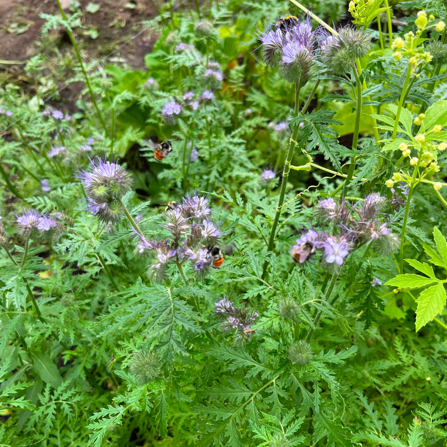 Phacélie à feuilles de tanaisie (semences)