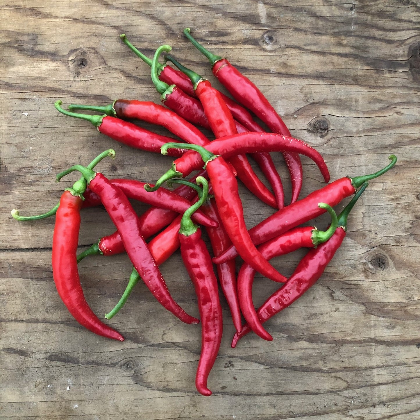 Piment Cayenne Ring Of Fire (semences bio)