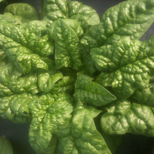 Épinard Merlo Nero (semences bio)