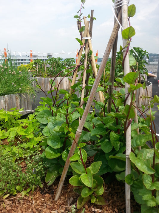 Épinard de Malabar (plant)