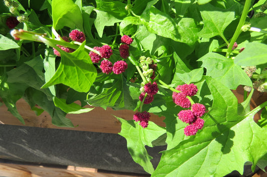 Épinard fraise (plant)