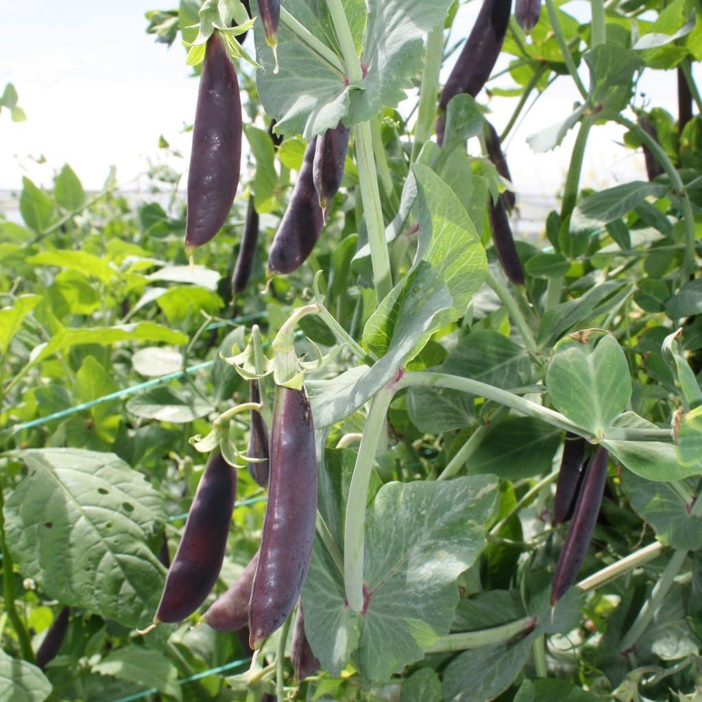 Pois mange-tout Sugar Magnolia (semences)