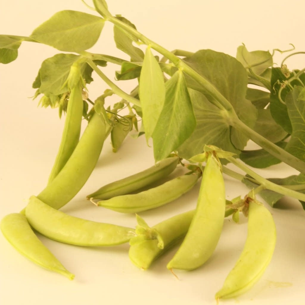 Pois mange-tout Sugaree (semences bio)