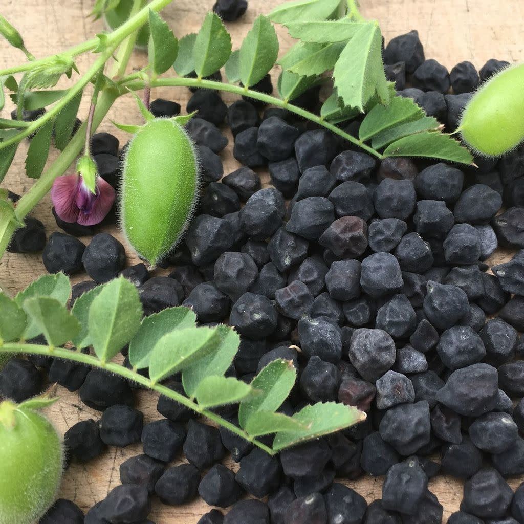 Pois chiche Black Kabouli (semences bio)