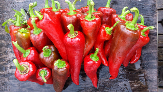 Poivron Carmen (plant)