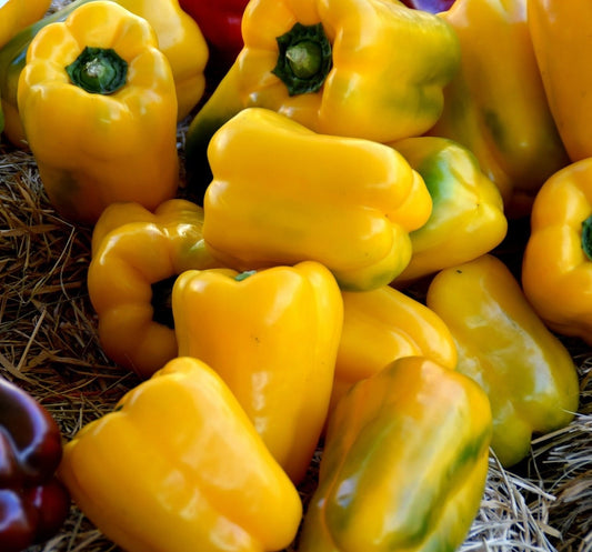 Poivron jaune (plant)