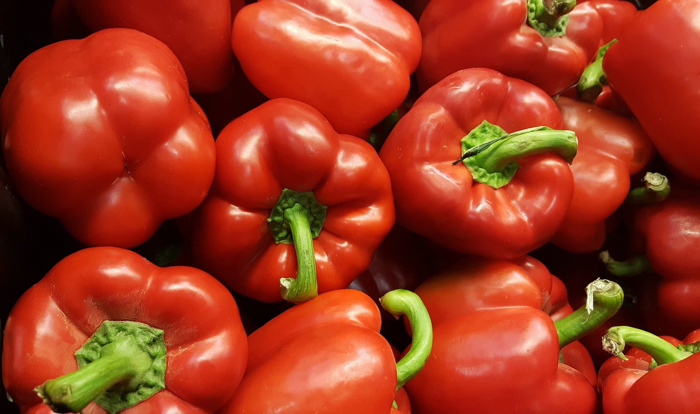 Poivron rouge (plant)