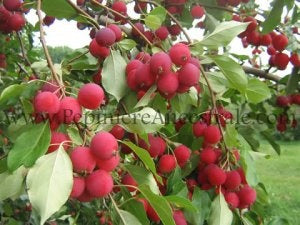 Pommetier Grand nain Dolgo 2 ans