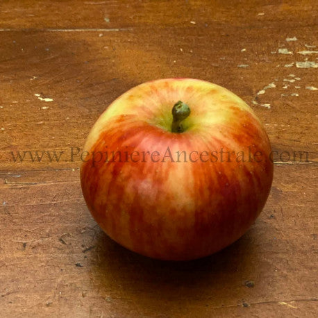 Pommier colonnaire Crimson Spire 1 an