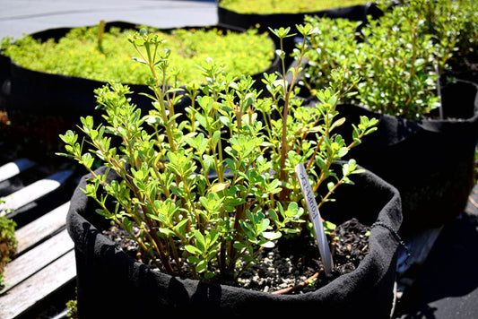 Pourpier Tall Green (plant)