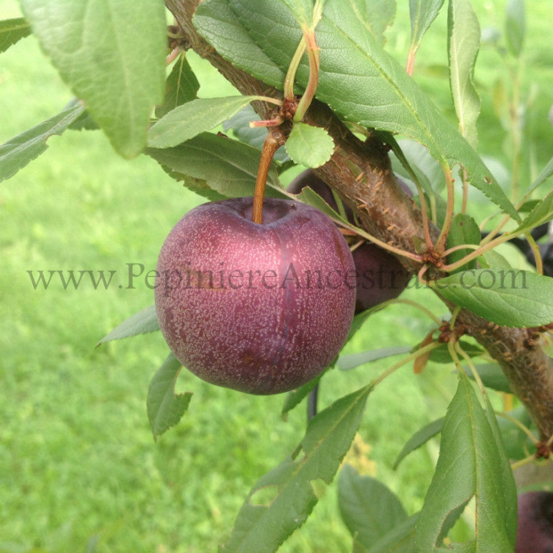 Prune-cerise sur son arbre