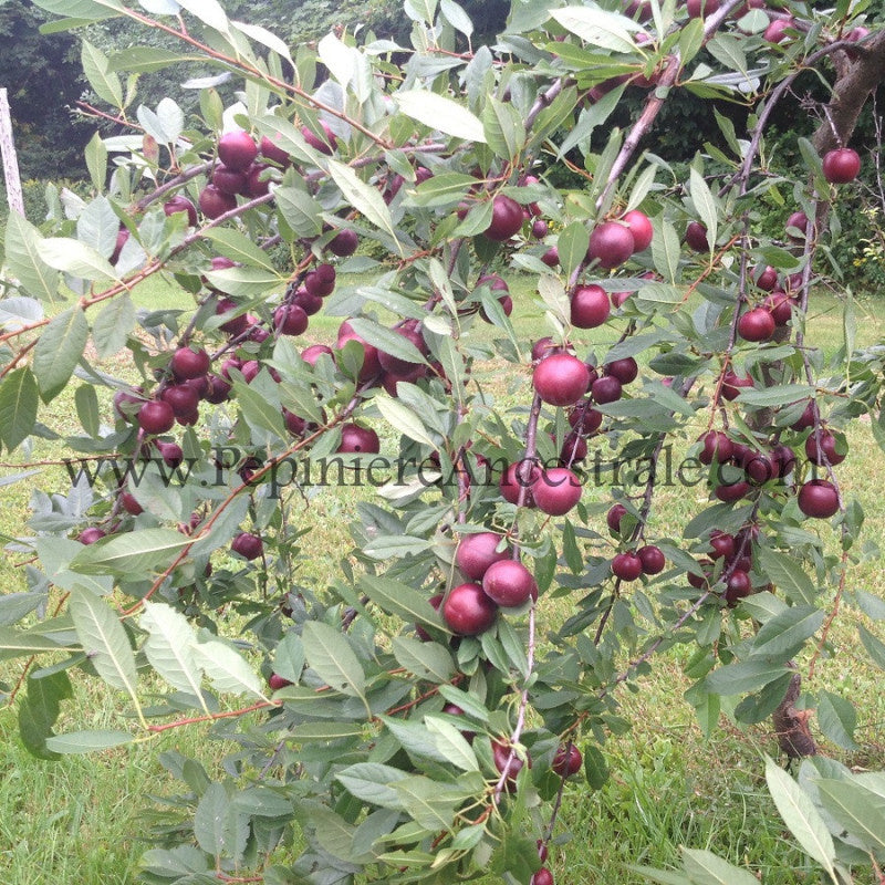 Prune-cerises dans leur arbre