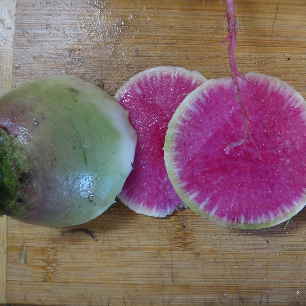 Radis Melon D'eau (semences bio)