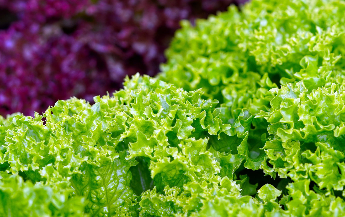 Laitue frisée verte (4 plants)