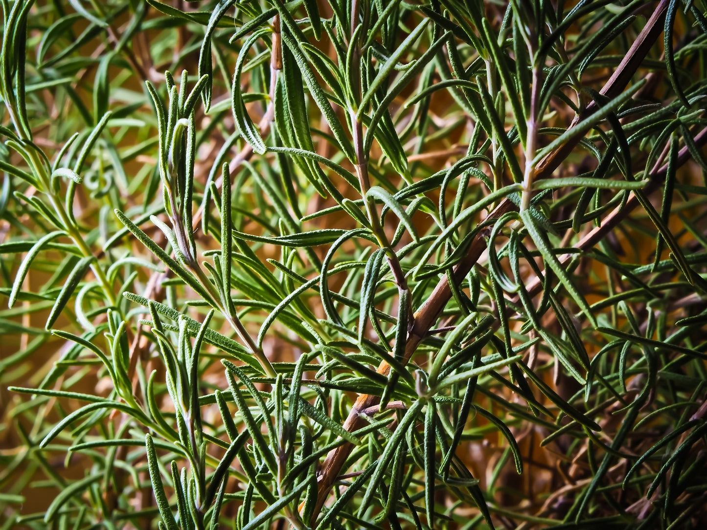 Romarin (plant)