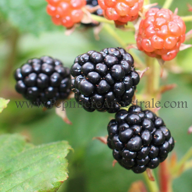 Ronce (mûrier) Hardy Black 1 an