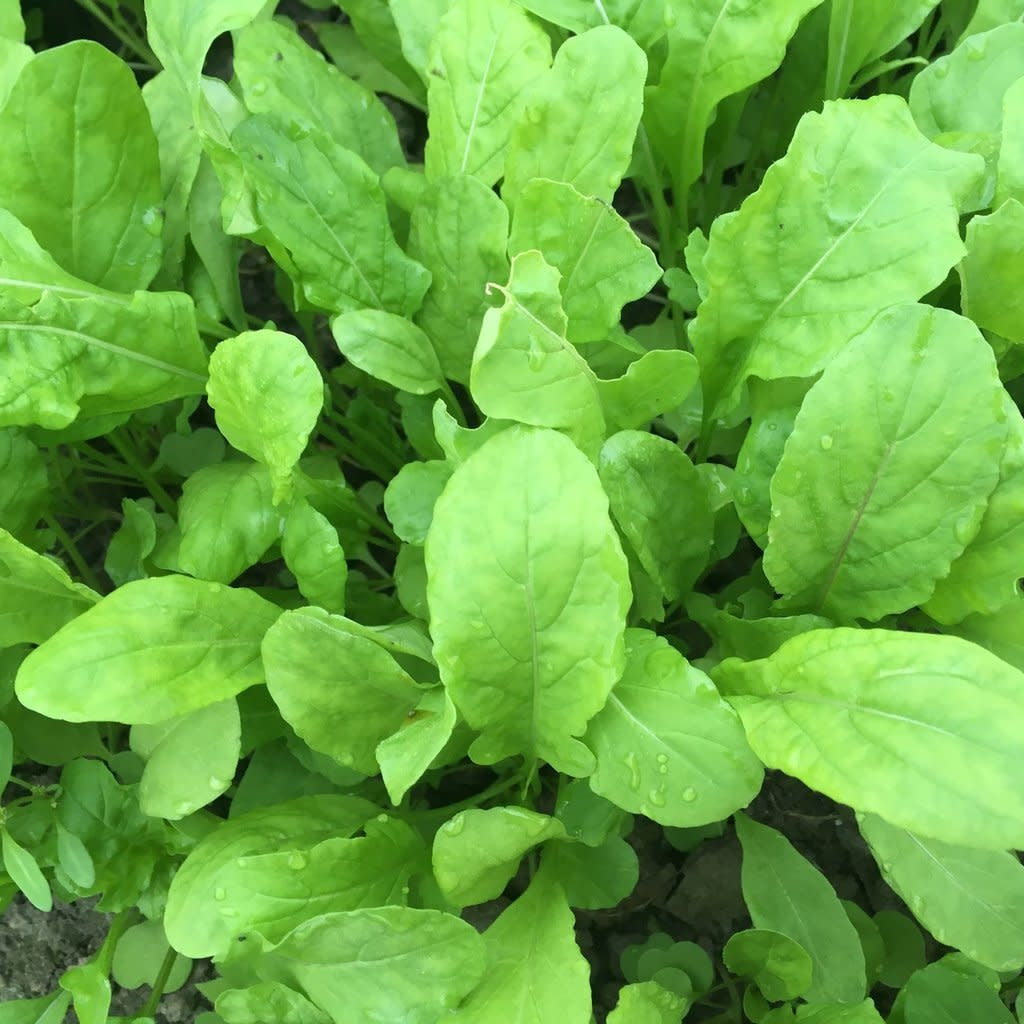 Roquette (semences bio)