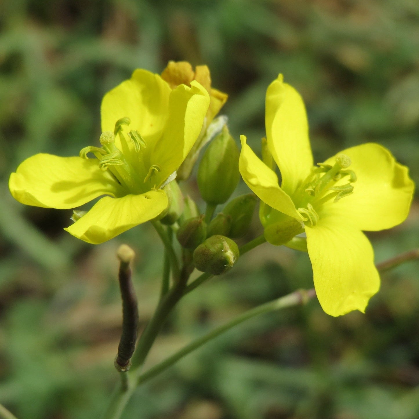 Roquette sauvage (semences)