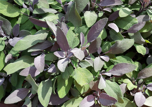 Sauge pourpre (plant)