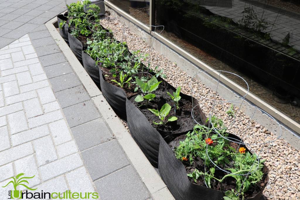 Long pot en géotextile avec des plants de végétaux comestibles et des cages à tomates.