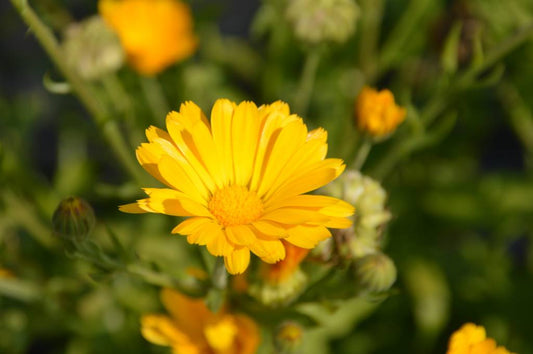 Souci officinal de jardin (semences)