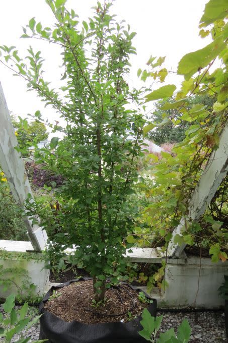 Plant de vigne dans un smart pot de 100 gallons