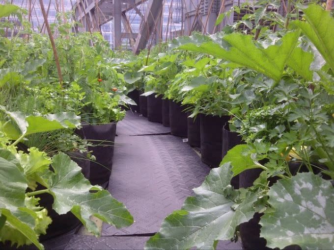 Rangées de smart pot 15 gallons avec une allée de tapis en caoutchouc robuste.