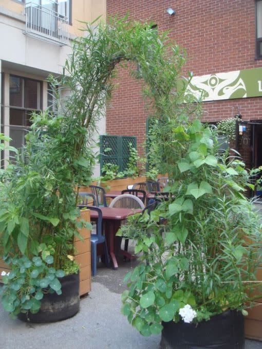 Deux smart pots 20 gallons dans lequel sont des plants de saules qui forment une arche sur la terrasse à La Korrigane.