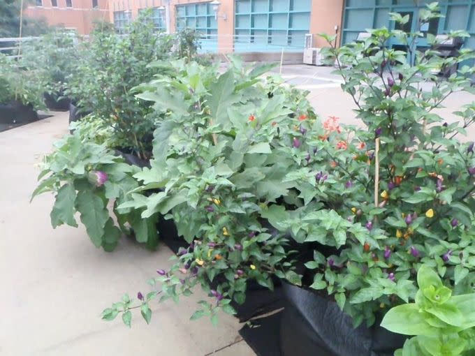 Smart pots 30 gallons dans lesquels il y a des très gros plants de piments et d'aubergines.
