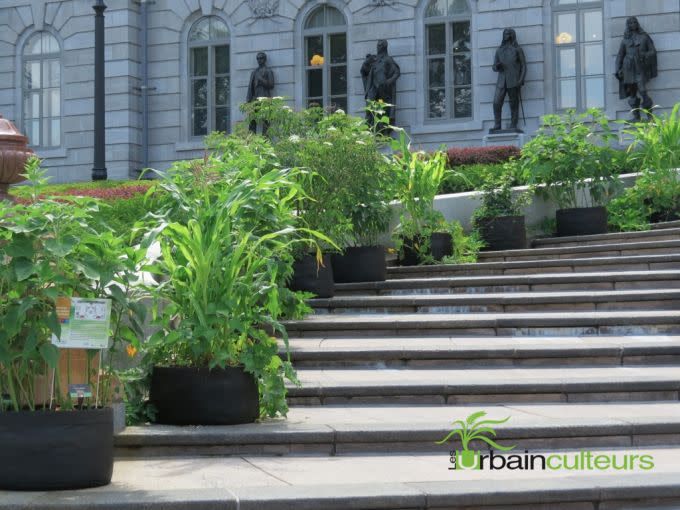 Des plants de végétaux comestibles dans des pots en géotextile sur des marches devant l'Assemblée Nationale à Québec.